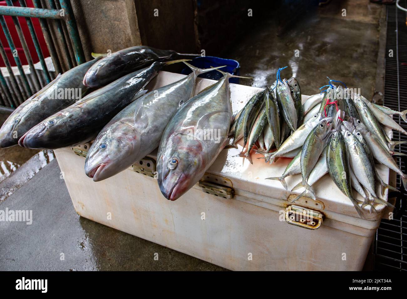 Frischer Jack-Fisch (Caranx-Nilpferde) und indische Makrelen (Rastrelliger kanagurta) auf einem Marktstand in Victoria Town, Mahe, Seychellen. Stockfoto