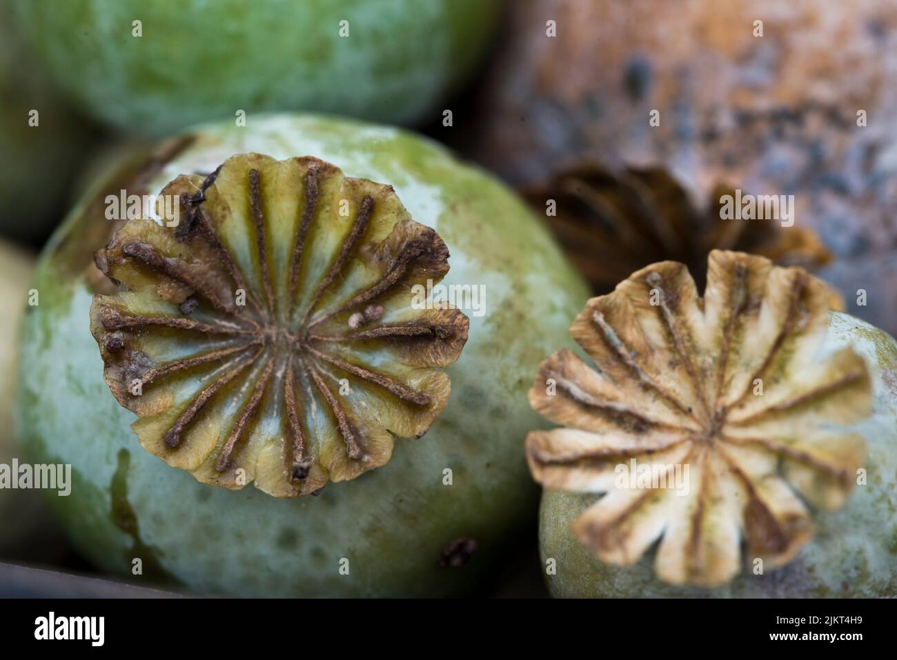 Papaver somniferum - gemeinsame Opium Mohnköpfe Stockfoto