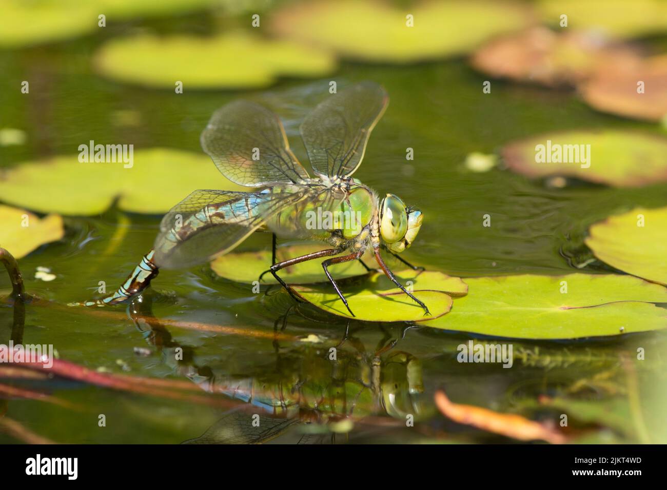 Kaiser Libelle, Anax Imperator, weibliche Eier legen, Eiereier, Juli, UK Stockfoto