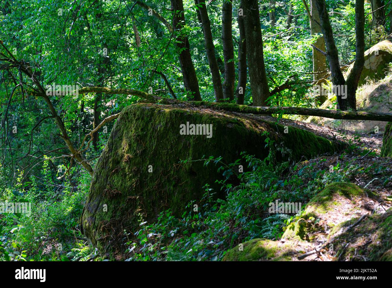 Felsformation im Pfälzer Wald bei Weisenheim. Die Region ist bekannt für ihre Kalkstein- und Wanderwege. Stockfoto