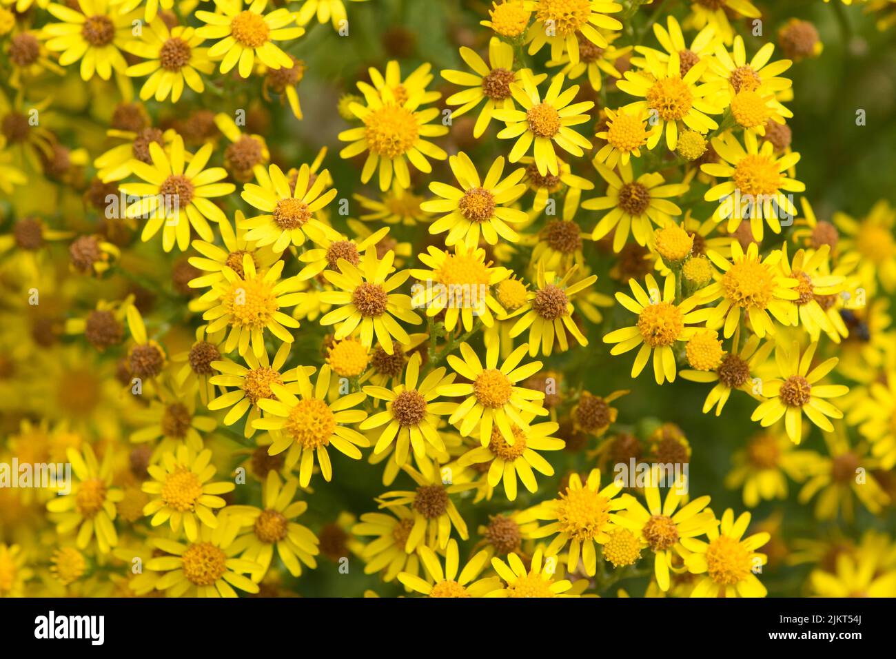 Ragwort, Senecio jacobaea, stinkender Willie, Nahaufnahme von Blumen, giftig, Sussex, Juli Stockfoto