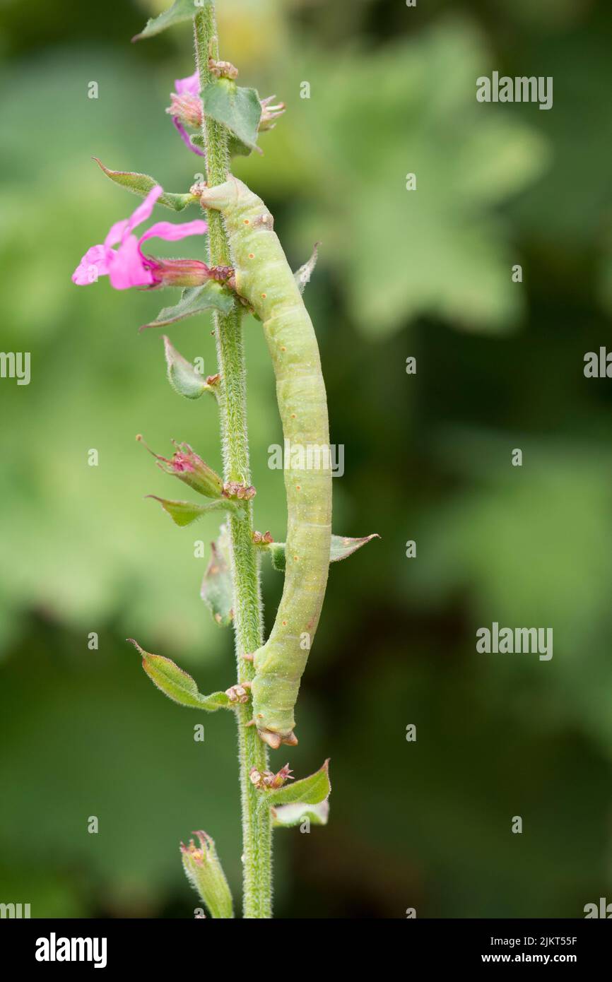 Panzermotte, Biston betularia, Looper Raupe am Stamm der Purple Loosestrife, Lythrum salicaria, Sussex, Großbritannien, August Stockfoto