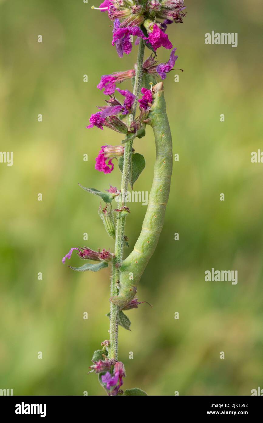 Panzermotte, Biston betularia, Looper Raupe am Stamm der Purple Loosestrife, Lythrum salicaria, Sussex, Großbritannien, August Stockfoto