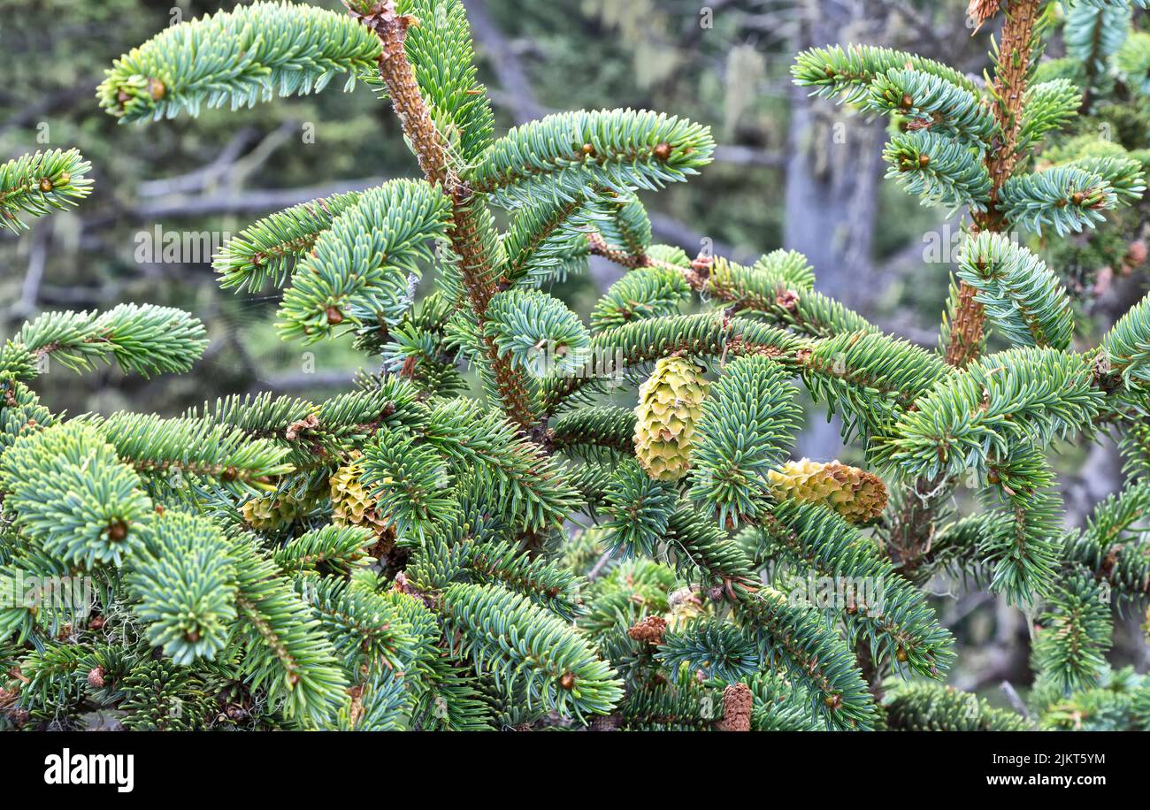 Sitka Fichte 'Picea sitchensis', Äste, reife weibliche Zapfen, Nadelbaum, immergrüner Baum. Stockfoto