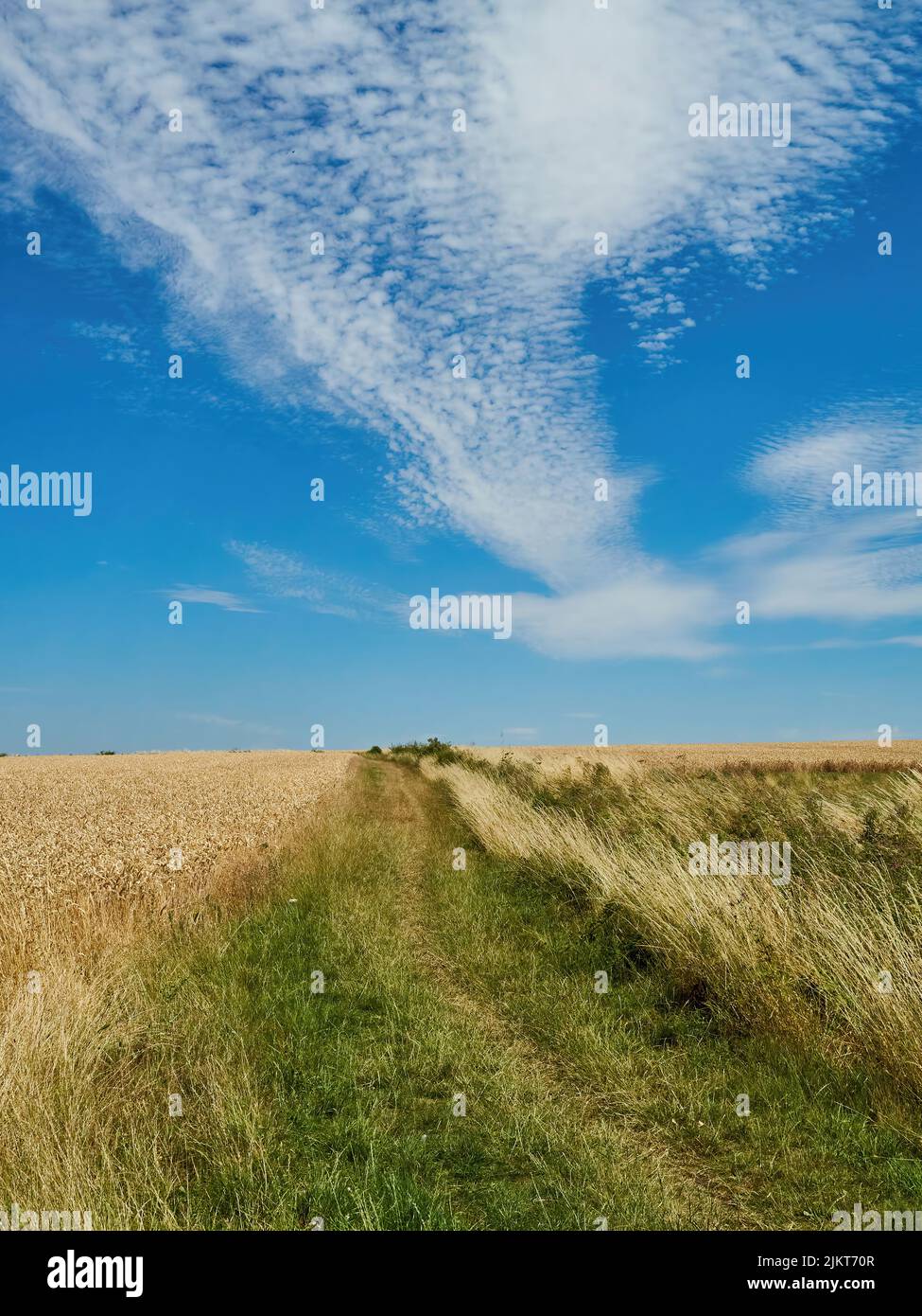 Die ländliche Landschaft Großbritanniens, ein verlockender Fußweg zwischen zwei Weizenfeldern, wird von einem Streifen von Zirruswolken über einem leuchtend blauen Sommerhimmel widerhallt. Stockfoto