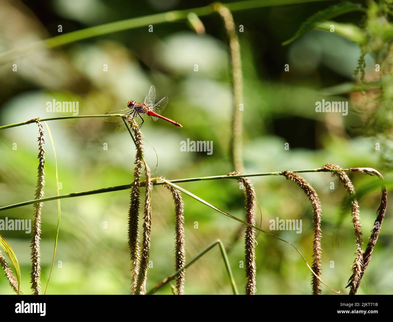 Ein rotgeäderter Darter, der auf einem Stamm aus federnem Gras bei starkem, heißem Sonnenschein vor einem defokussierten Waldhintergrund thront. Stockfoto