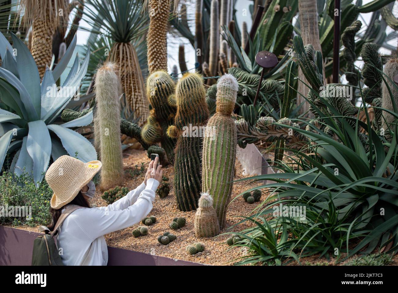 Eine Besucherin mit Strohhut, die Fotos von den Kakteen in Gardens by the Bay macht. Singapur Stockfoto