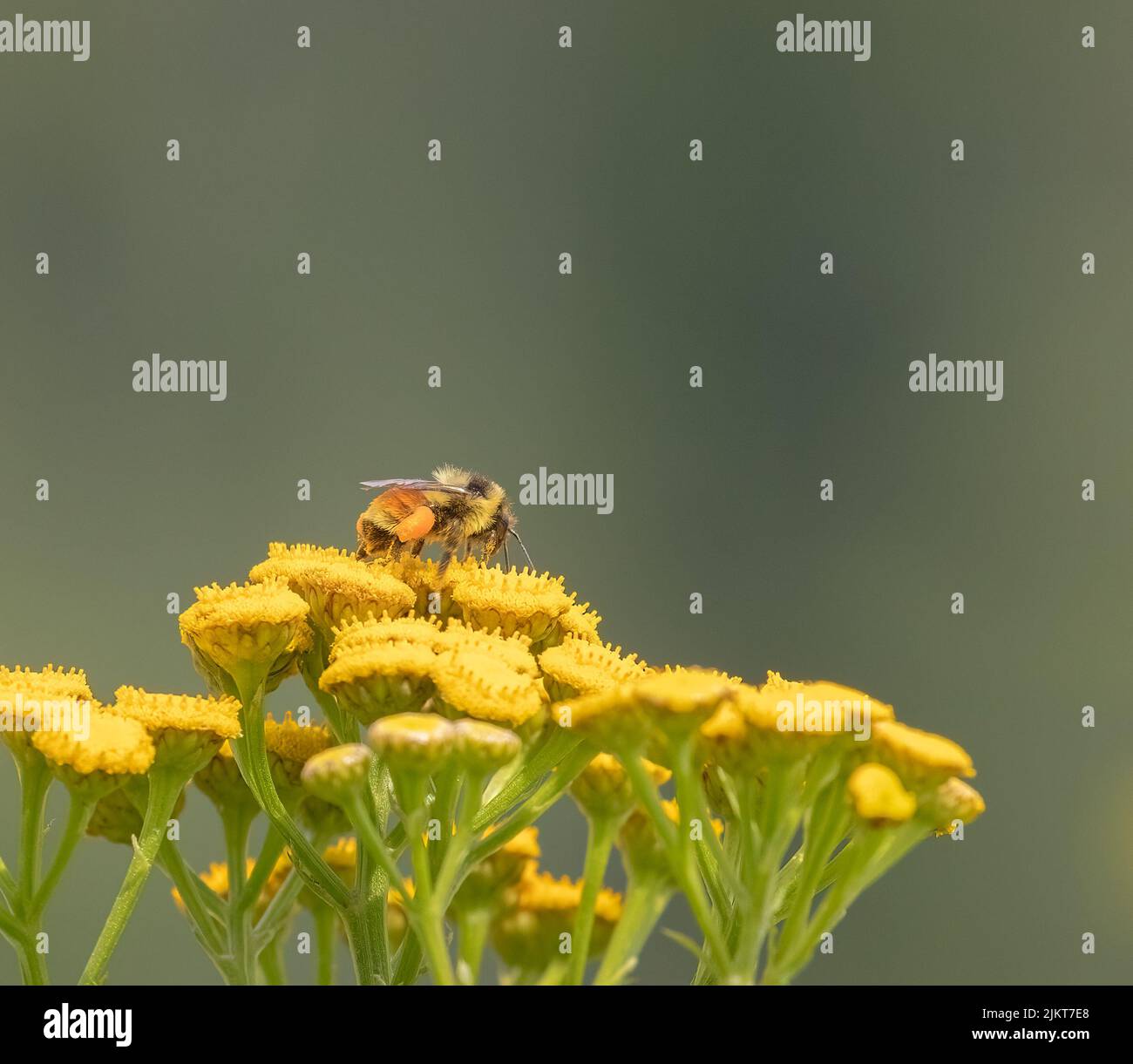 Eine Bumble Bee auf einer Schafgarbe-Wildblume Stockfoto