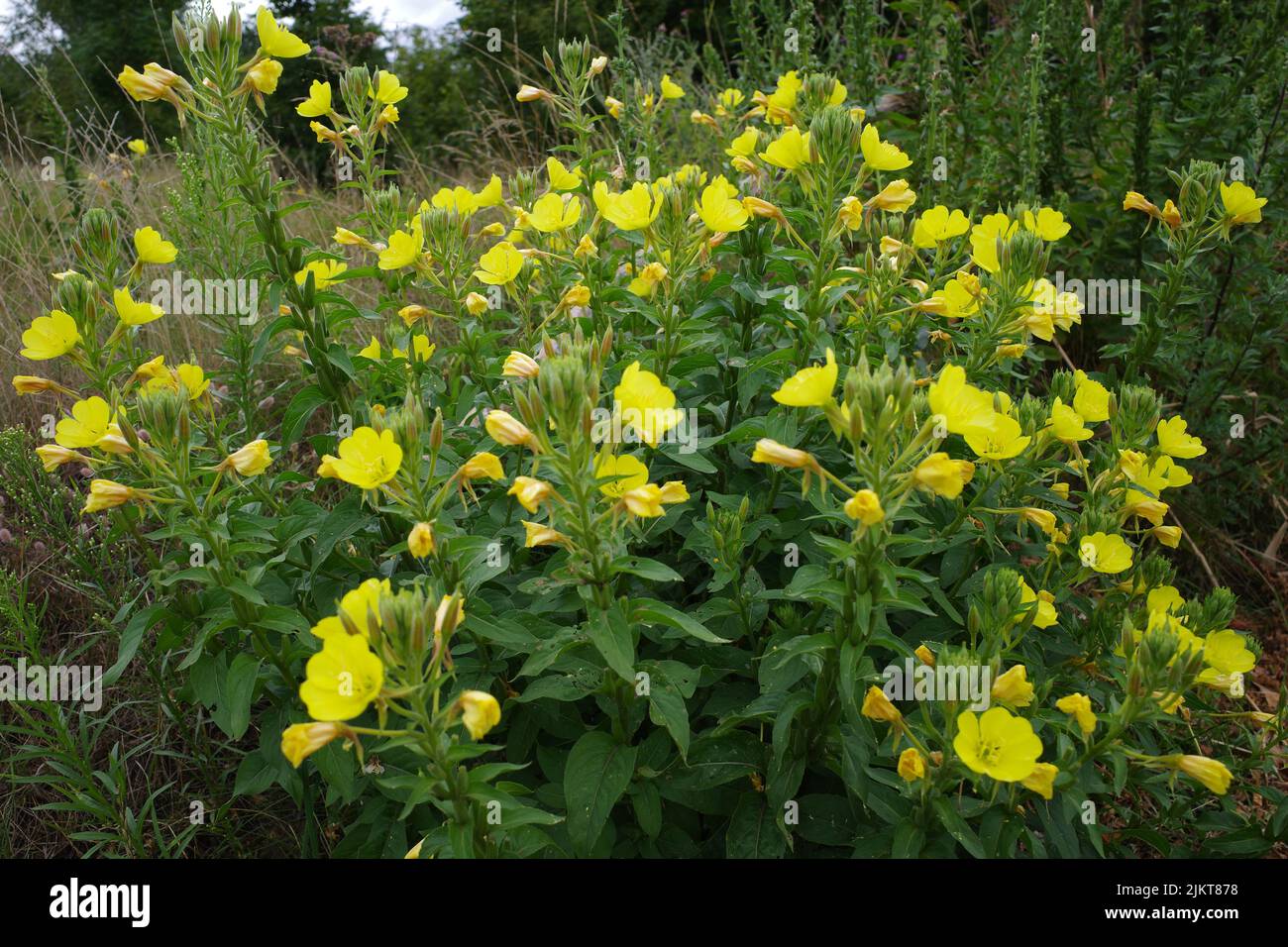 Oenothera biennis oder gewöhnliche Nachtkerze, die als Wildblume in Deutschland wächst. Diese Pflanze stammt aus Nordamerika. Es ist eine Pflanze mit vielen anderen n Stockfoto