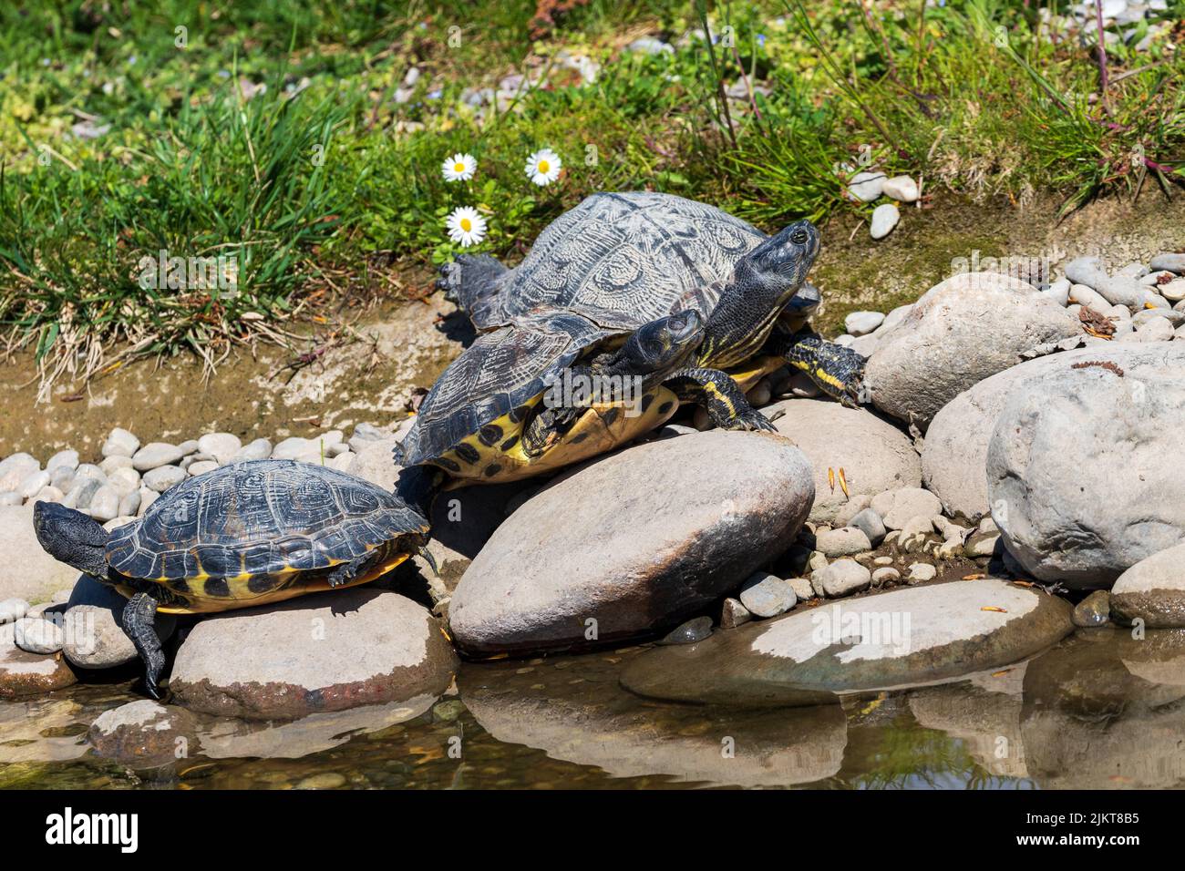 Drei Schildkröten an einem sonnigen Tag Stockfoto