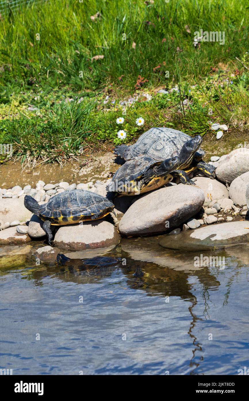 Eine vertikale Aufnahme von drei Schildkröten an einem sonnigen Tag Stockfoto