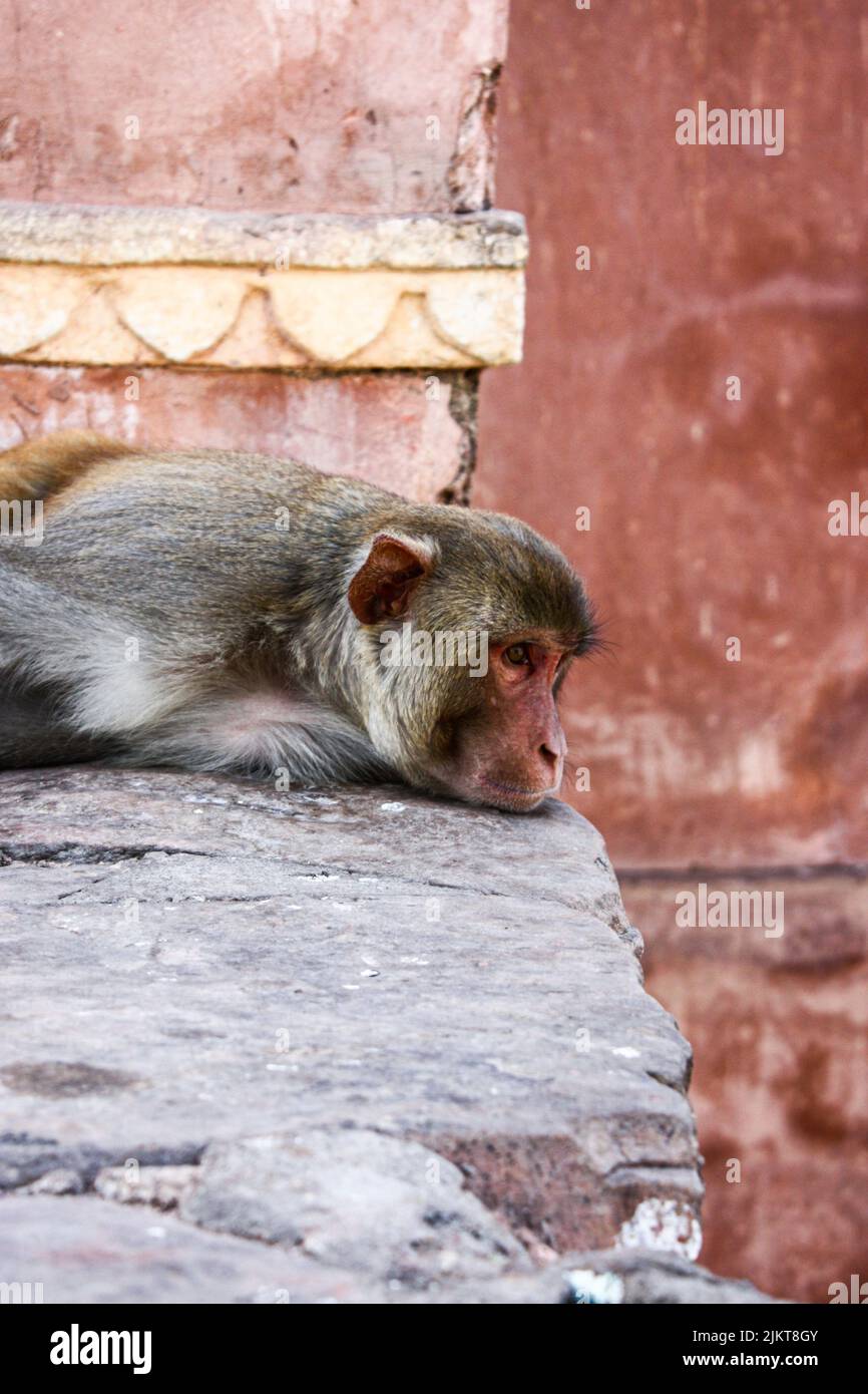 Eine selektive Fokusaufnahme eines kleinen Affen, der auf einem Felsen ruht Stockfoto