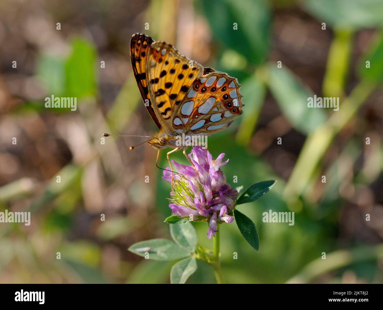 Schmetterling auf einer Blume im Sommer Stockfoto