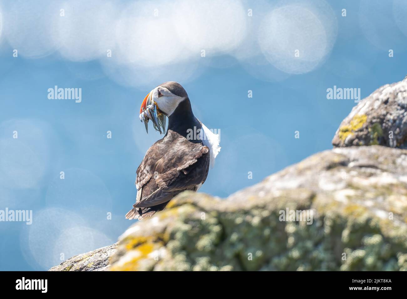 Eine Nahaufnahme eines Papageitauchvogels, der auf einem Küstenfelsen sitzend ist Stockfoto