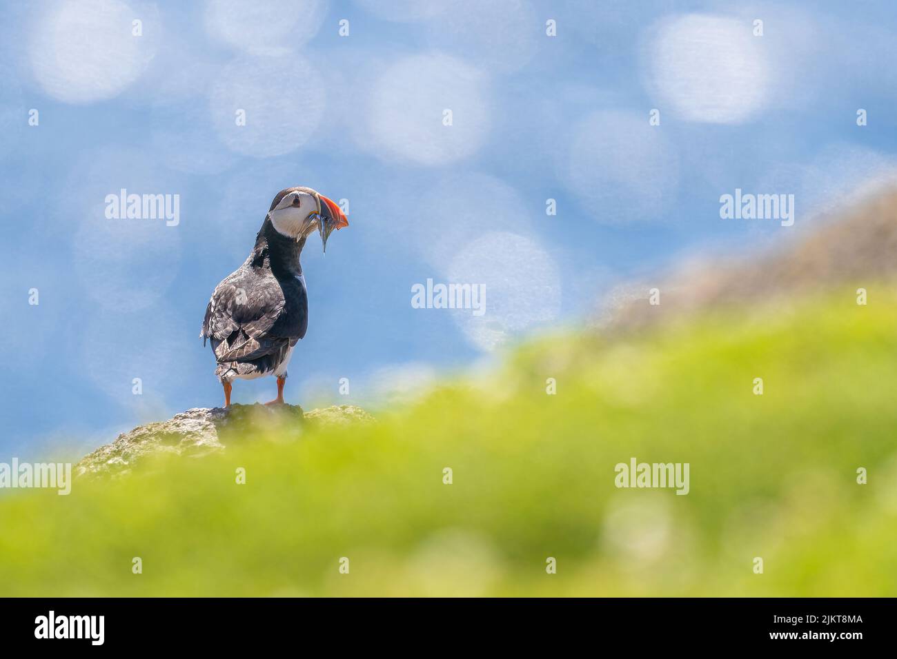 Eine Nahaufnahme eines Papageitauchvogels, der auf einem Küstenfelsen sitzend ist Stockfoto