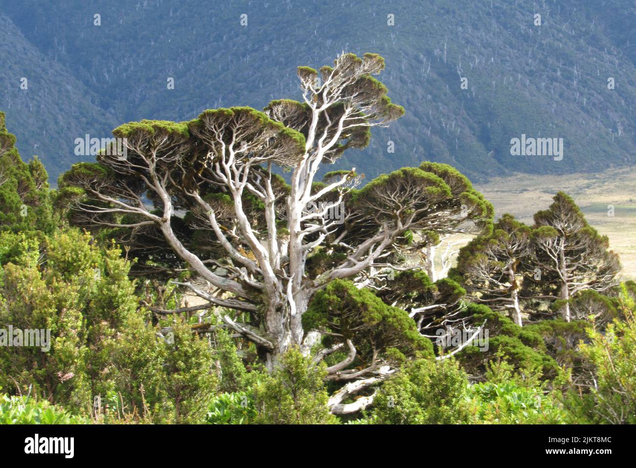 Ein Blick auf die Natur im Egmont National Park, Neuseeland Stockfoto