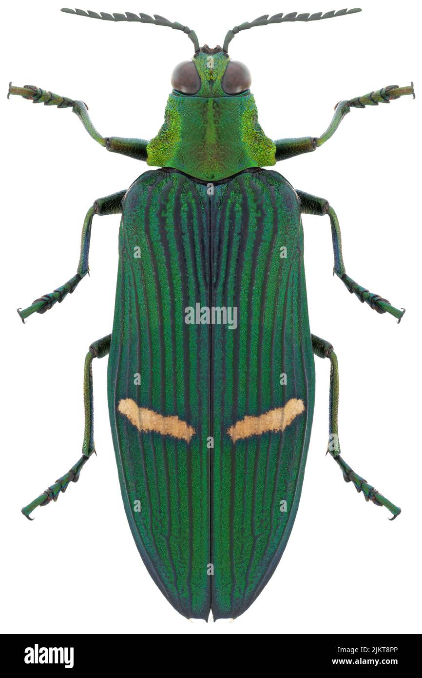 Käferarten Catoxanta opulenta opulenta. Stockfoto