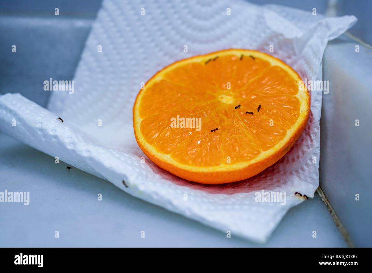 Bild einer halben Orange auf einer Serviette auf einer Küchentische mit kleinen schwarzen Ameisen, die das Zellstoff fressen und sich selbst vergiften. Hausmittel Gegen Insekten Stockfoto