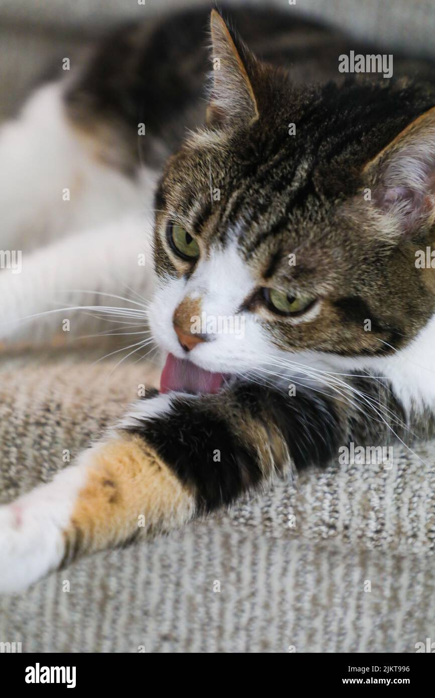Eine vertikale Aufnahme einer Katze, die ihr Bein ausläuft, während sie auf einem Teppich liegt Stockfoto