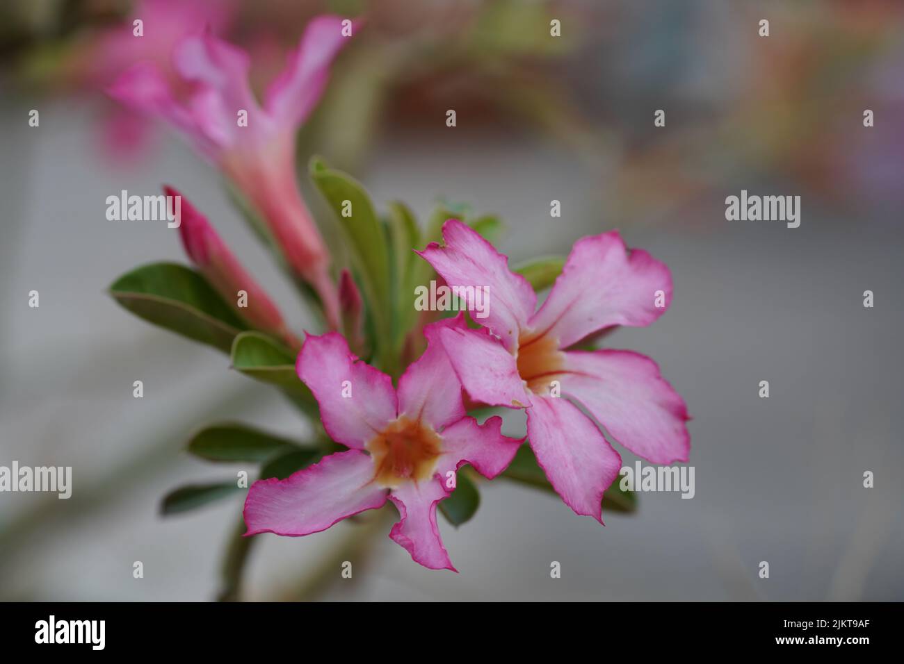 Eine Nahaufnahme von Wüstenrosen Stockfoto