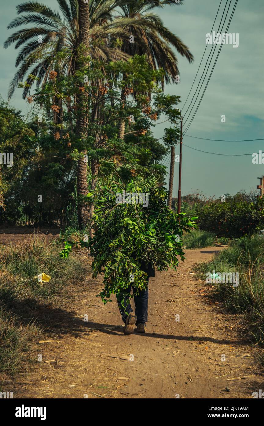 Eine vertikale Aufnahme eines Dorfbewohners, der die grünen Äste mit Blättern auf dem Gehweg unter der Palme trägt Stockfoto