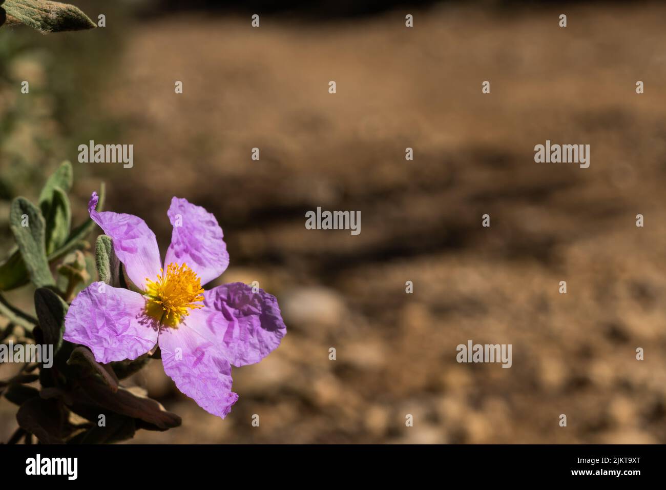 Nahaufnahme einer Steinrose (Cistus albanicus) Blume mit einer unscharf abgelösten Feldstraße im Hintergrund Stockfoto