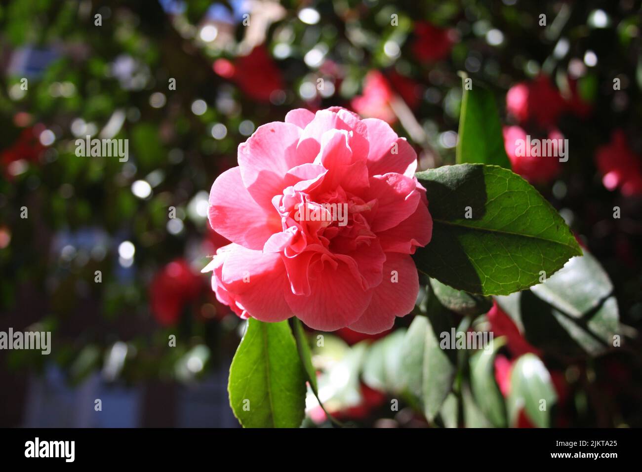 Eine Nahaufnahme einer rosa Rose in einem Garten unter Sonnenlicht Stockfoto