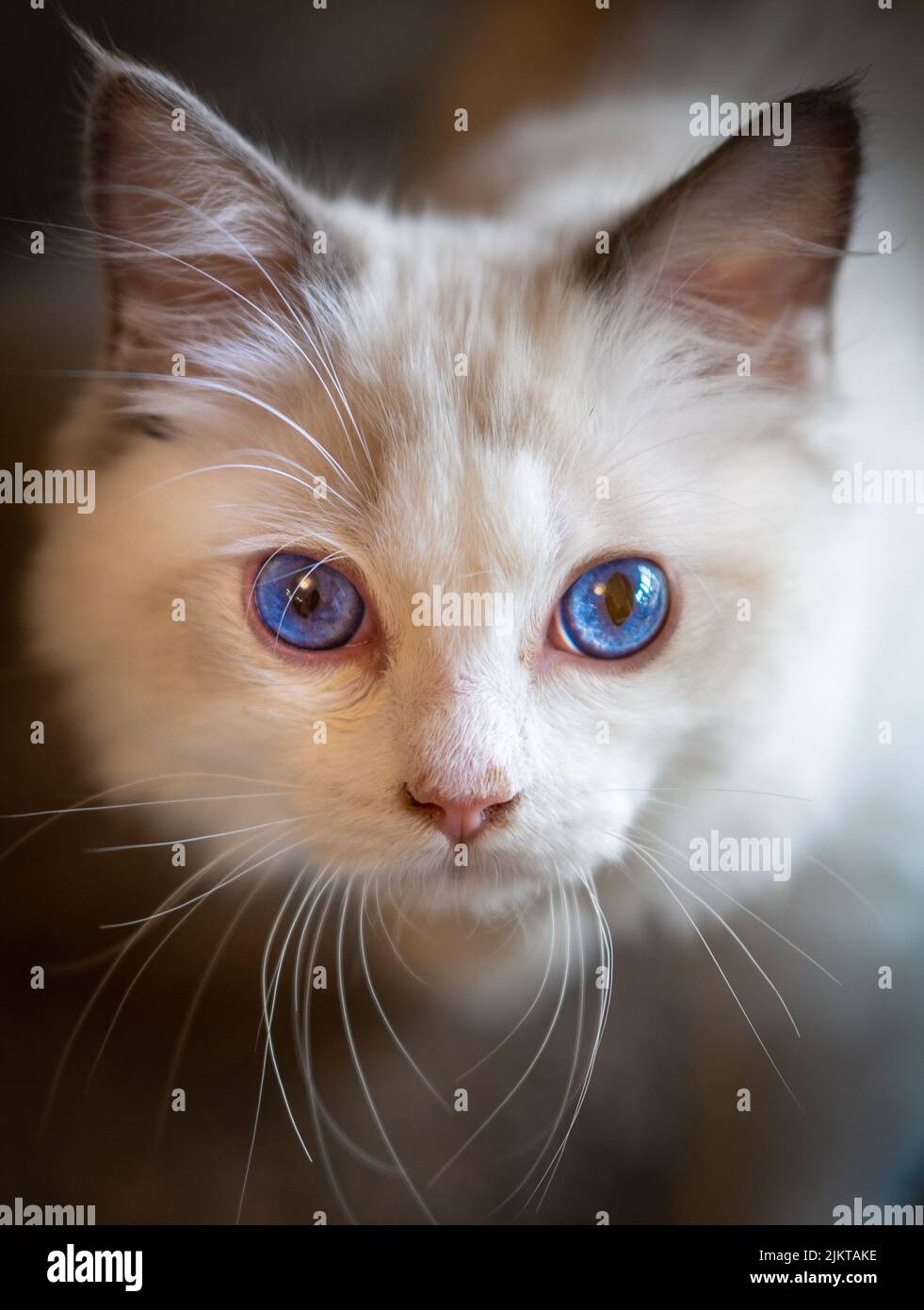 Eine vertikale Nahaufnahme des Gesichts einer entzückenden Ragdoll Stockfoto