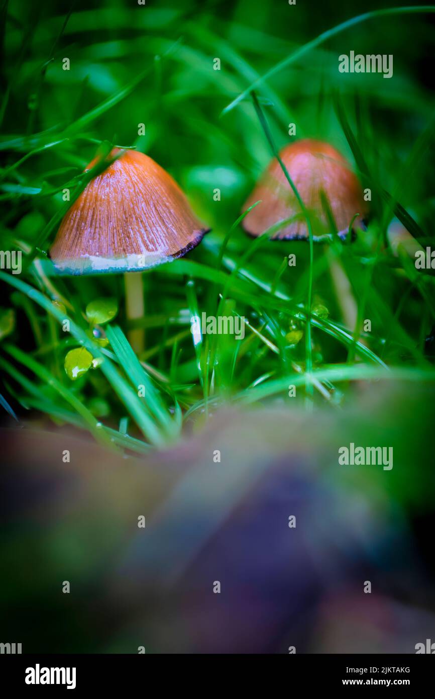 Eine vertikale Nahaufnahme der Pilze im Gras Stockfoto