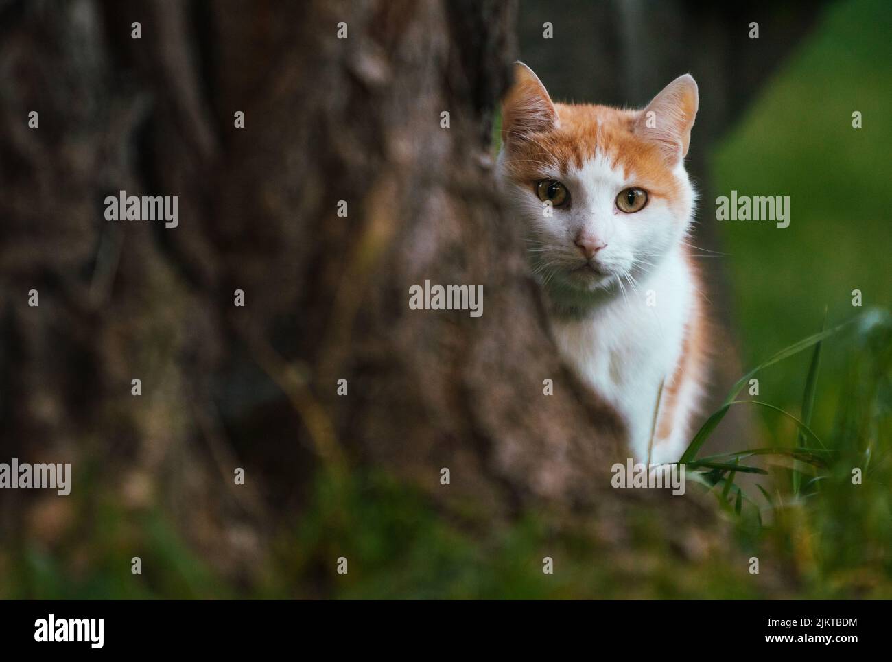 Eine Nahaufnahme einer türkischen Van-Katzenrasse neben einem Baumstamm auf dem Gras im Garten Stockfoto