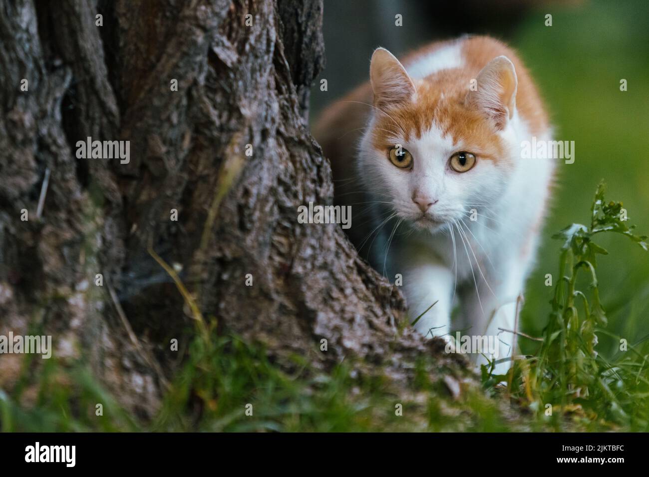 Eine Nahaufnahme einer türkischen Van-Katzenrasse neben einem Baumstamm auf dem Gras im Garten Stockfoto