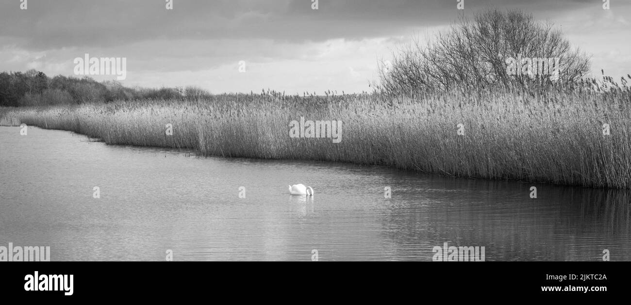 RSPB. Wetlands Reserve, Newport, Wales. Stockfoto