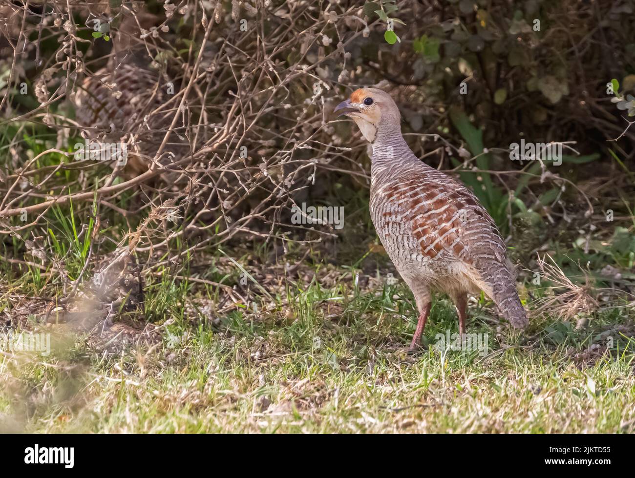 Ein Paar graue Francolin, eine versteckt Stockfoto