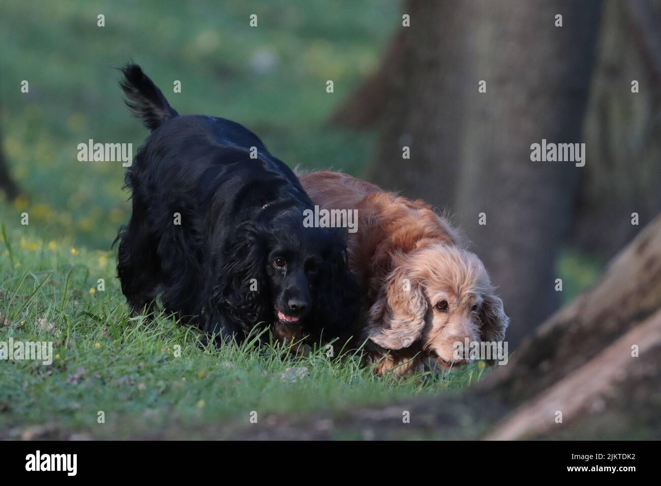Zwei Hunde, die im Sommer im Freien laufen Stockfoto