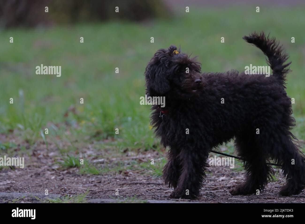 Ein schwarzer Hund auf einer Sommerwiese Stockfoto