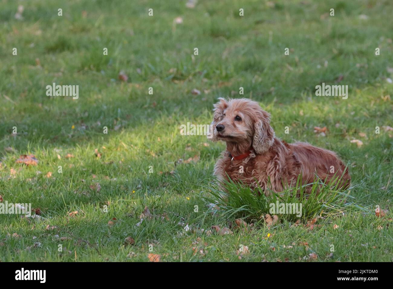 Ein Hund auf einer Sommerwiese Stockfoto