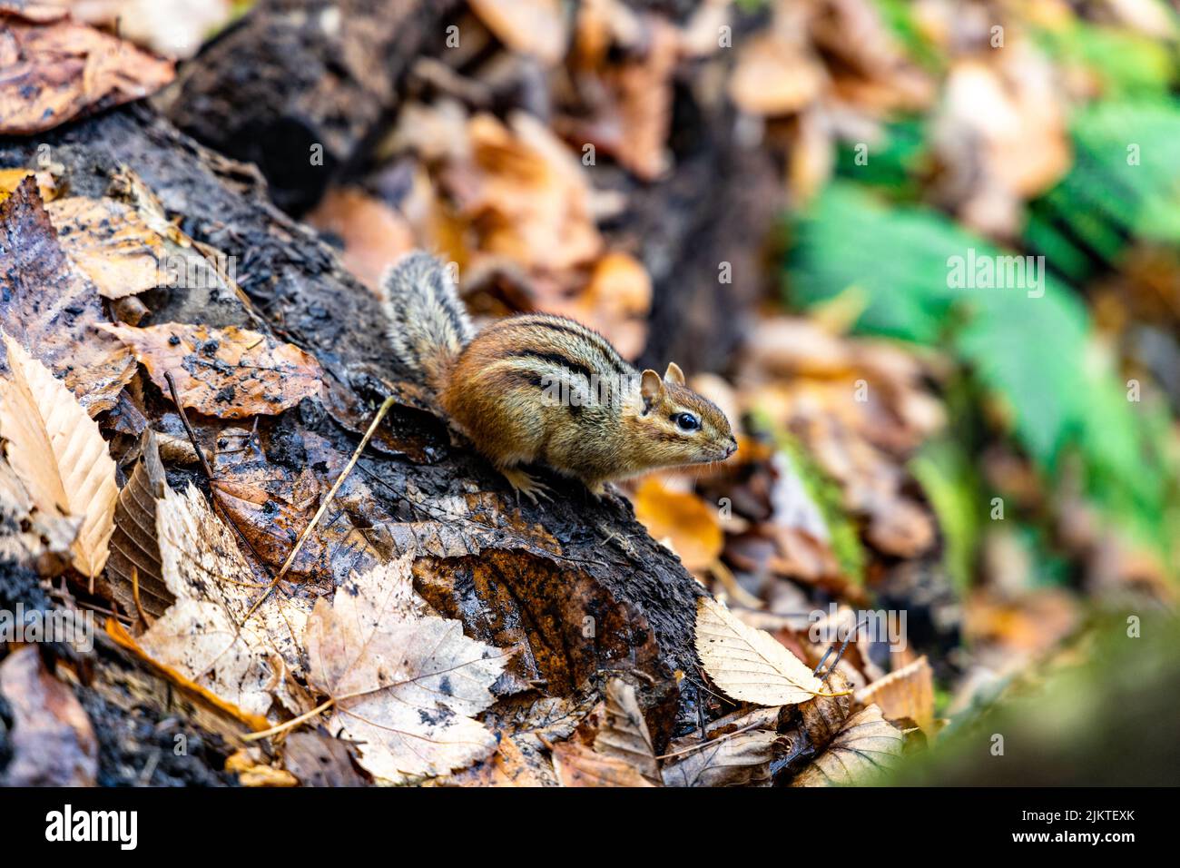 Nahaufnahme eines Eichhörnchens auf dem Boden mit abgefallenen Blättern und Asche Stockfoto
