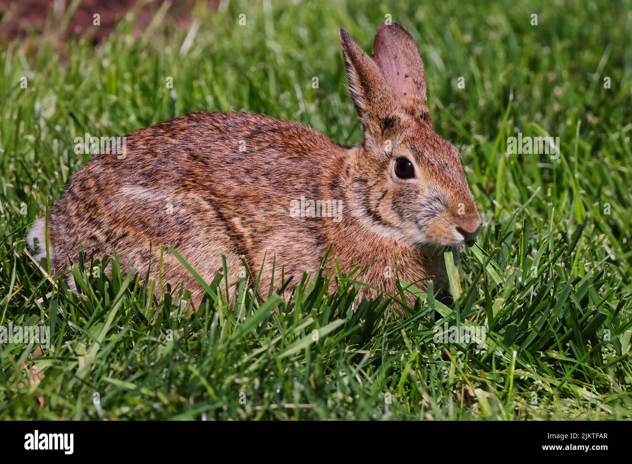 Ein hellbraunes Kaninchen, das auf Gras in der Sonne liegt Stockfoto