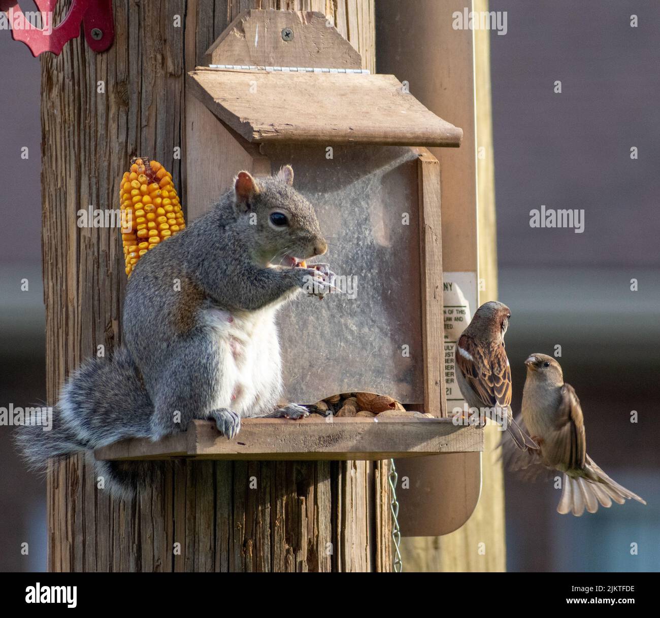 Ein entzückendes Ostgrauhörnchen, das Mais auf einem hölzernen Vogelhaus neben Spatzen frisst Stockfoto