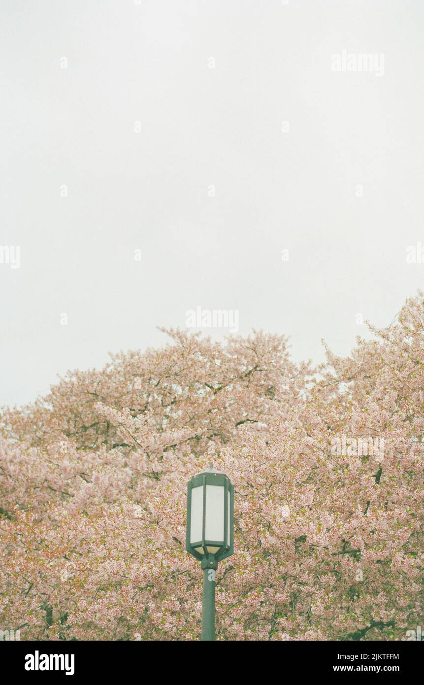 Eine vertikale Aufnahme eines schwarzen Lampenpfosten auf einem Hintergrund von Kirschblüten und einem klaren Himmel Stockfoto