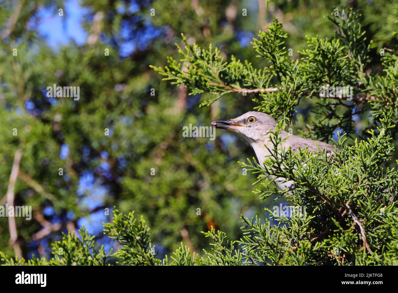Eine Nahaufnahme eines Stachelrohrsänger-Vogels in einem Nadelbaum auf einem verschwommenen Hintergrund Stockfoto