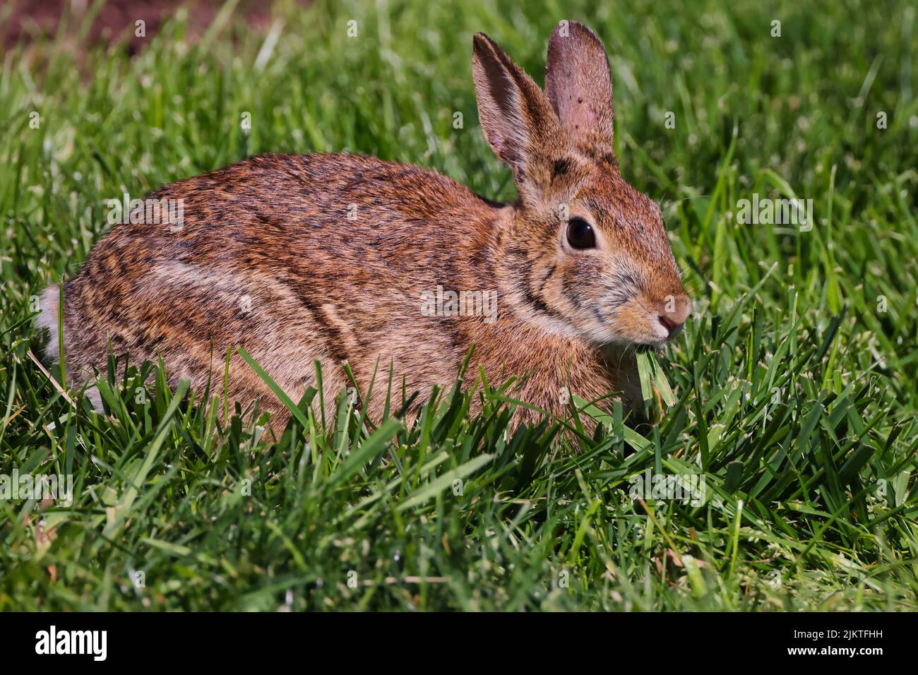 Ein hellbraunes Kaninchen, das auf Gras in der Sonne liegt Stockfoto