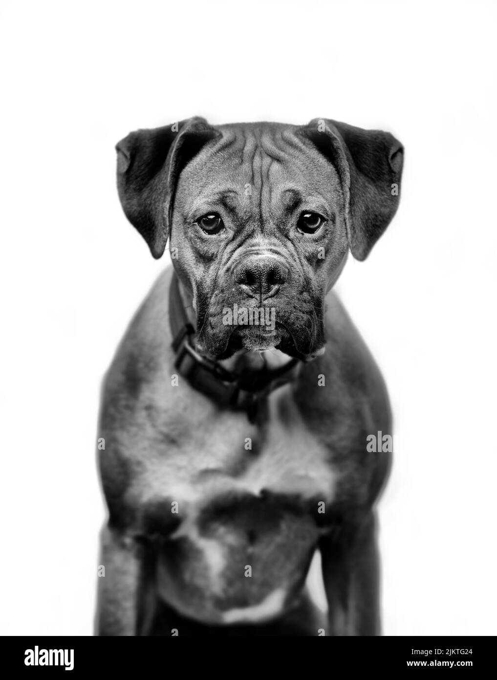 Reinrassiger boxerhund Schwarzweiß-Stockfotos und -bilder - Alamy
