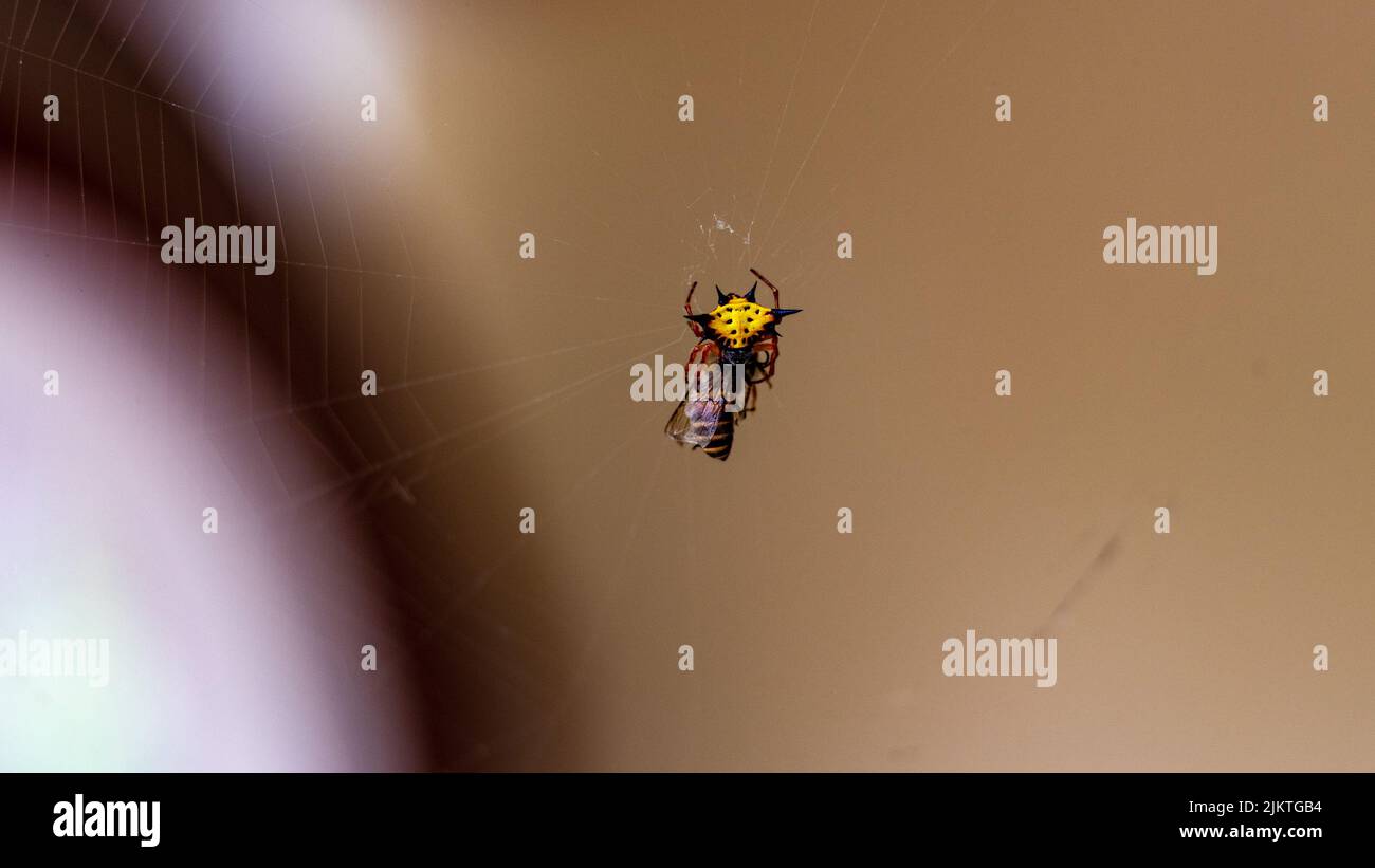 Eine Hasselt's Spiny Spider verschlingt eine sehr unglückliche Honigbiene zum Frühstück Stockfoto