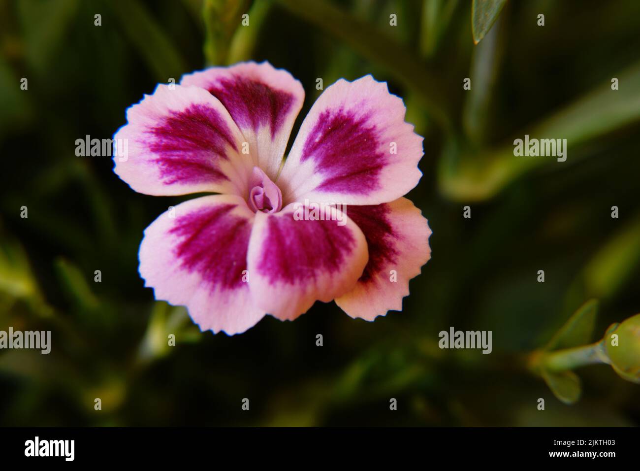 Eine Makroaufnahme einer Nelkenblüte (Dianthus caryophyllus) Stockfoto