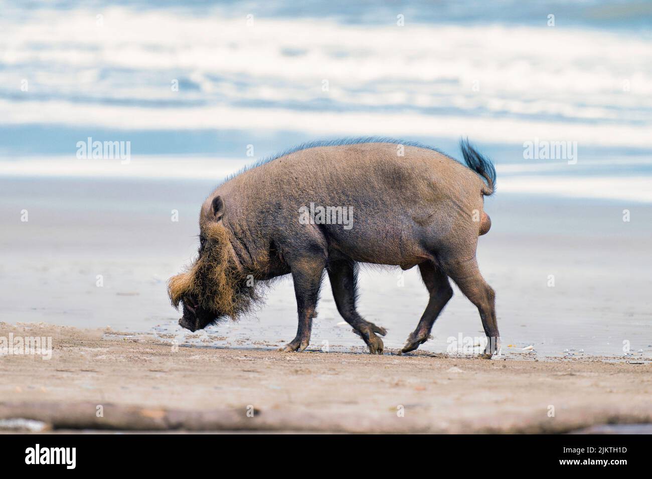 Eine Nahaufnahme des borneanischen Bartschweins am Strand Stockfoto