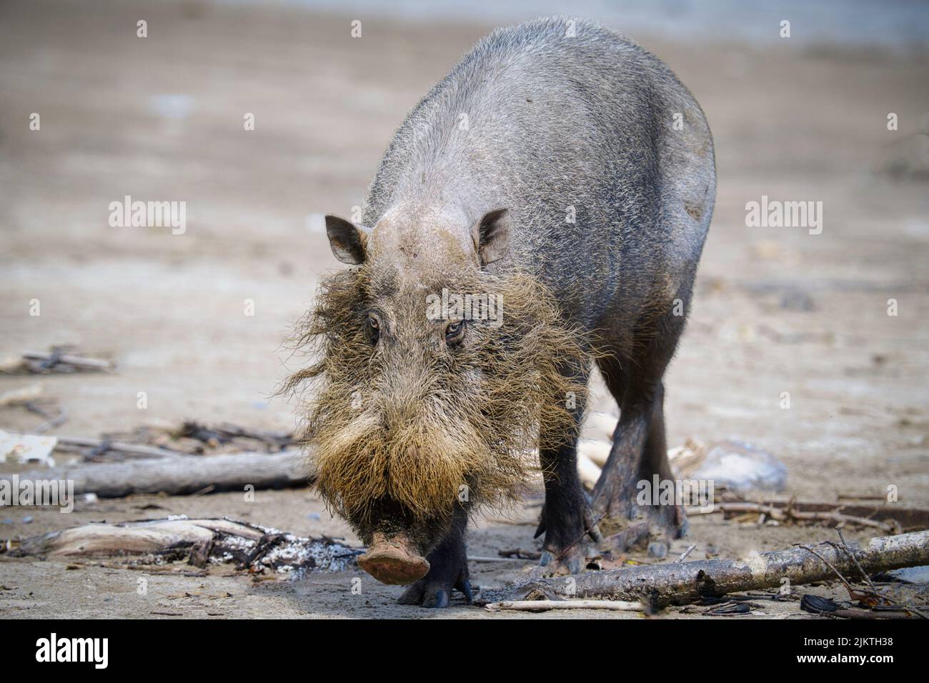 Eine Nahaufnahme des borneanischen Bartschweins am Strand Stockfoto