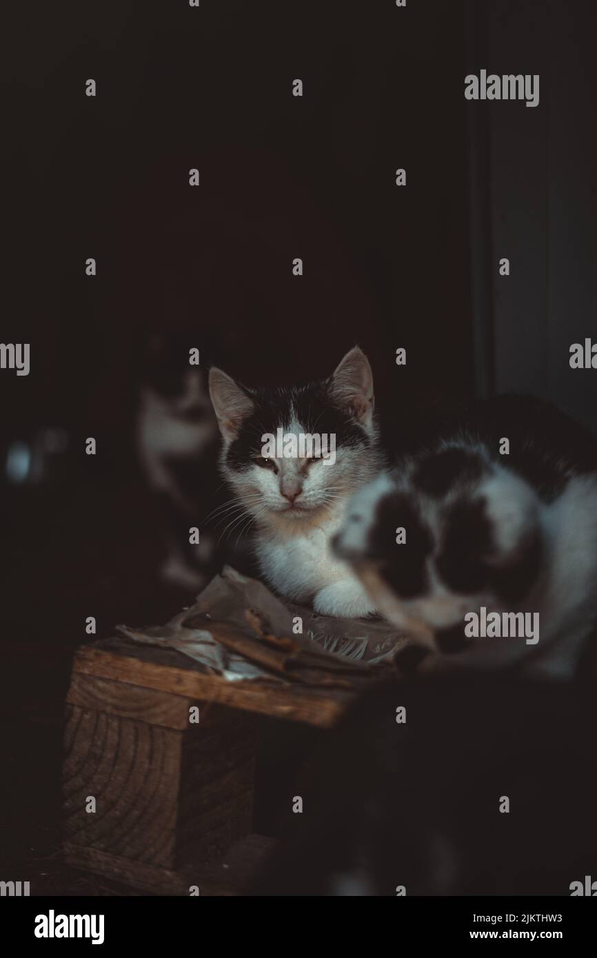 Alte und müde Katze sitzt unter anderen Katzen und schaut in die Kamera Stockfoto