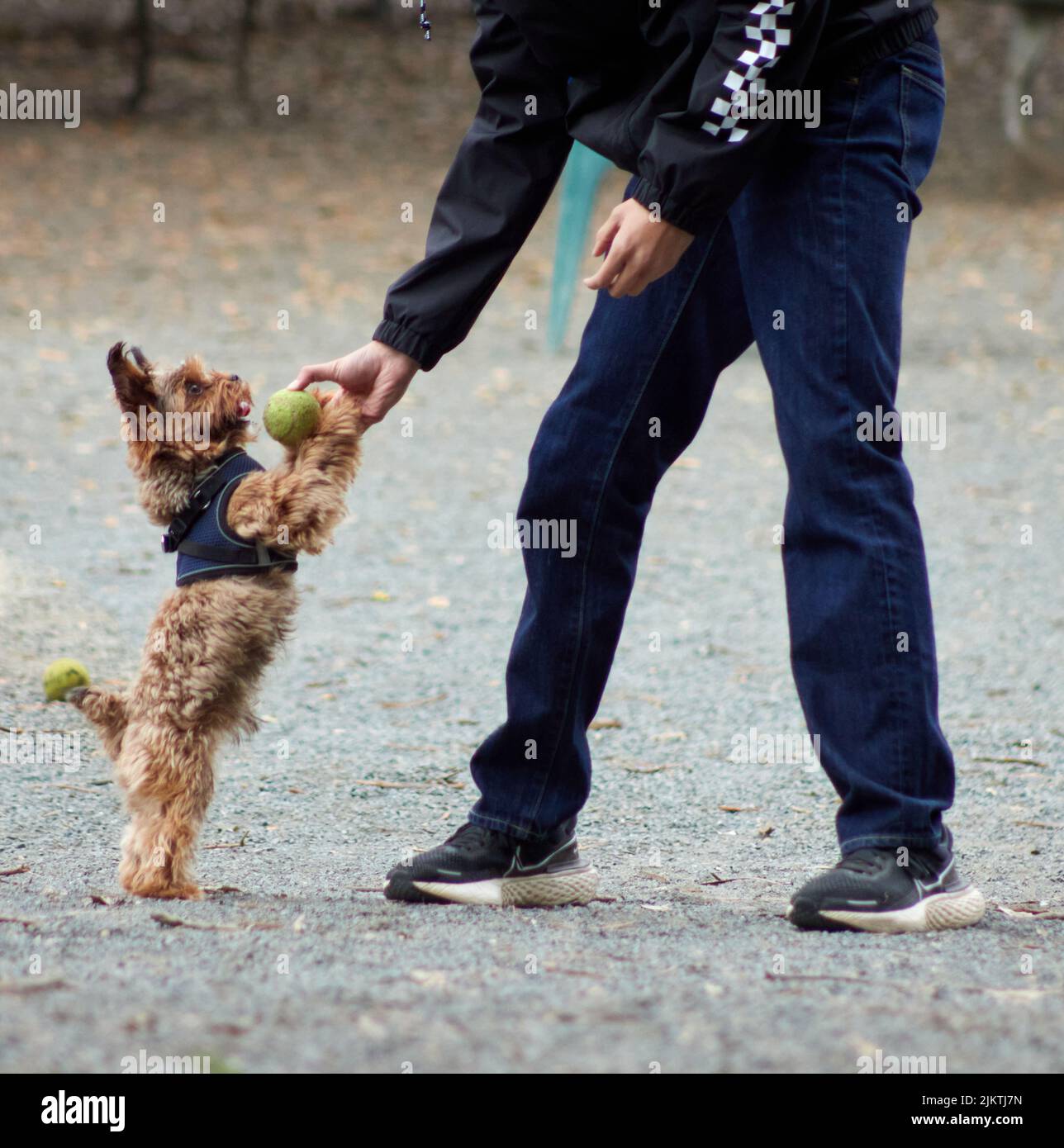 Nahaufnahme eines Jungen, der dem kleinen Yorkshire Terrier einen Ball gab Stockfoto