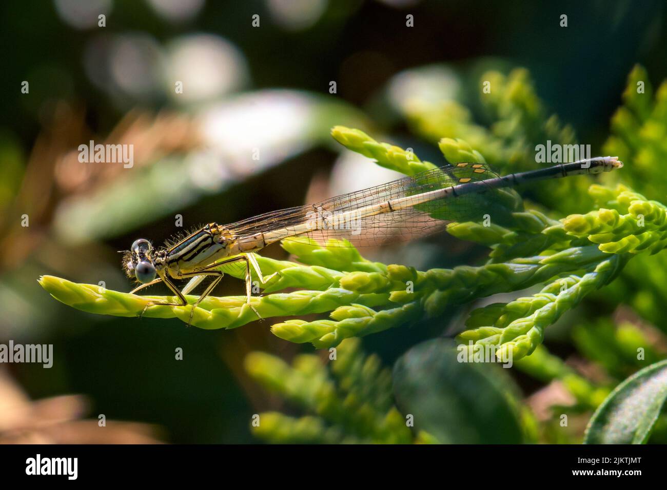 Eine Nahaufnahme einer Libelle auf einem leuchtend grünen Zweig einer Kiefer in hellem Frühlings- oder Sommersonnenlicht Stockfoto